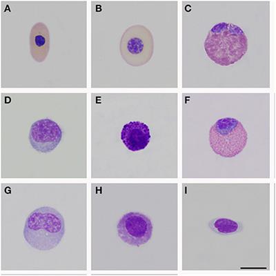 Hematology, Biochemistry Reference Intervals, and Morphological Description of Peripheral Blood Cells for a Captive Population of Crocodylus intermedius in Colombia